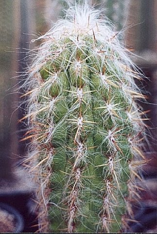 Oreocereus_celsianusfromculpina